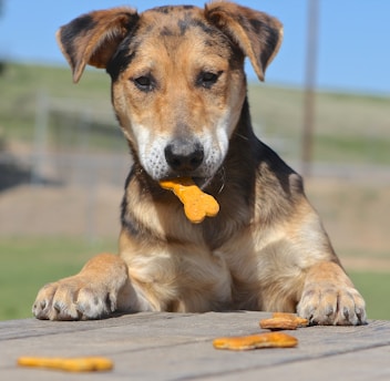 A dog with a brown and black coat is sitting at a wooden table with dog biscuits scattered on it. The dog has one biscuit in its mouth, appearing focused on the treat.