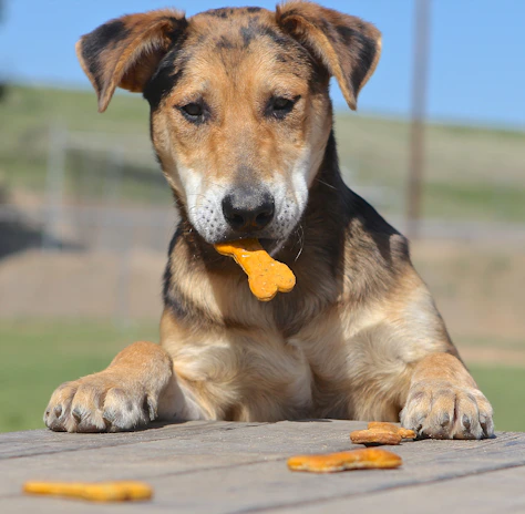 Happy dog enjoying a tasty homemade biscuit