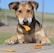 A dog with a brown and black coat is sitting at a wooden table with dog biscuits scattered on it. The dog has one biscuit in its mouth, appearing focused on the treat.