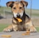 A dog with a brown and black coat is sitting at a wooden table with dog biscuits scattered on it. The dog has one biscuit in its mouth, appearing focused on the treat.