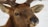 a close up of a deer's head in the snow