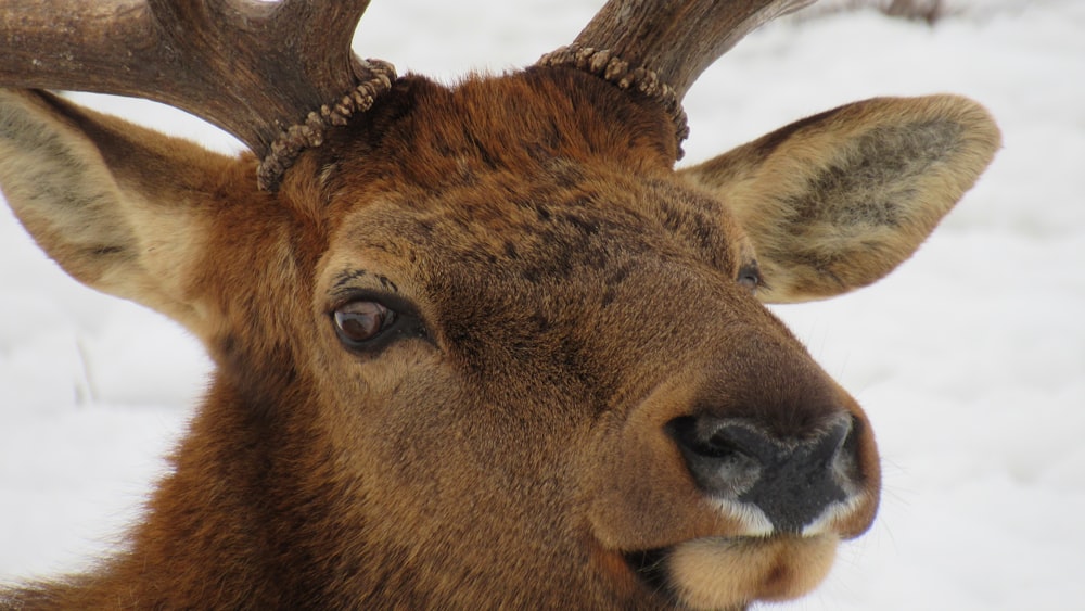 a close up of a deer's head in the snow