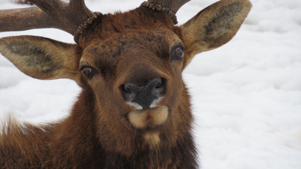 a close up of a deer in the snow