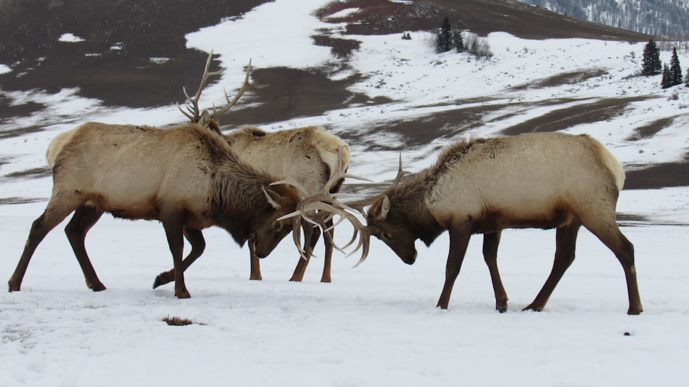 two large animals standing next to each other in the snow