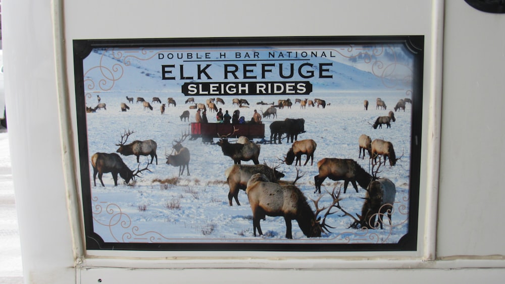 a picture of a herd of elk in the snow