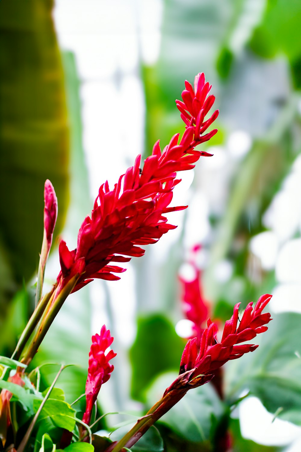 um close up de uma flor vermelha em uma planta
