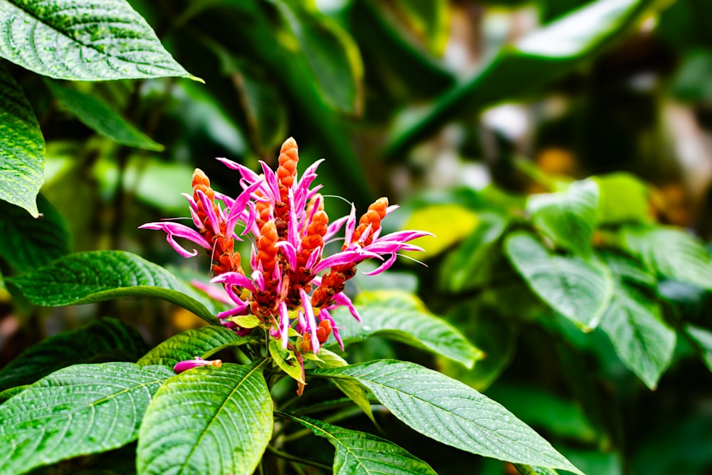 a close up of a pink flower with green leaves