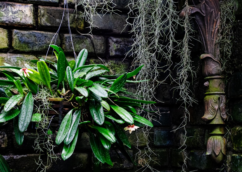 a potted plant hanging from a brick wall