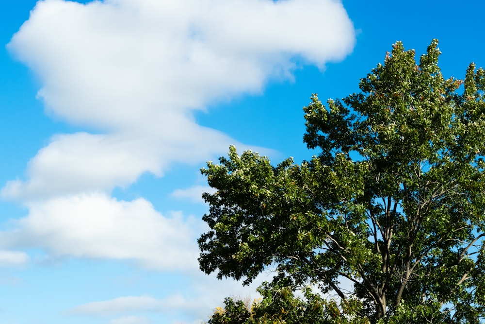 a green tree with a blue sky in the background