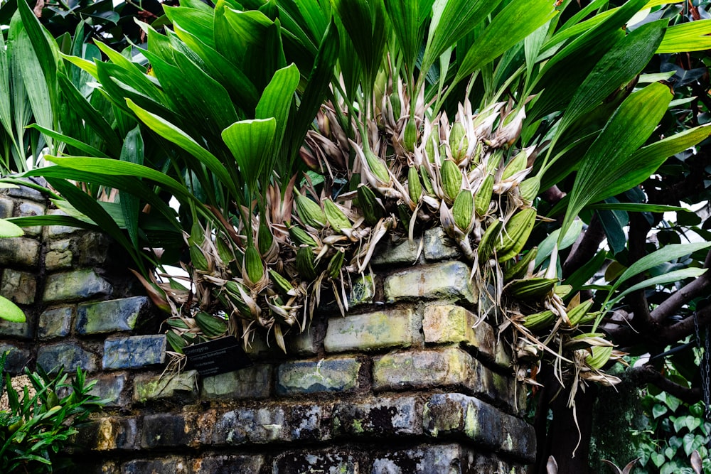 a brick wall covered in lots of green plants