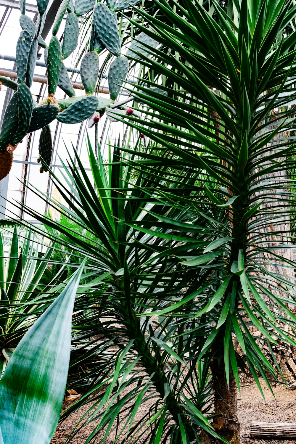 a palm tree in a greenhouse with lots of green leaves