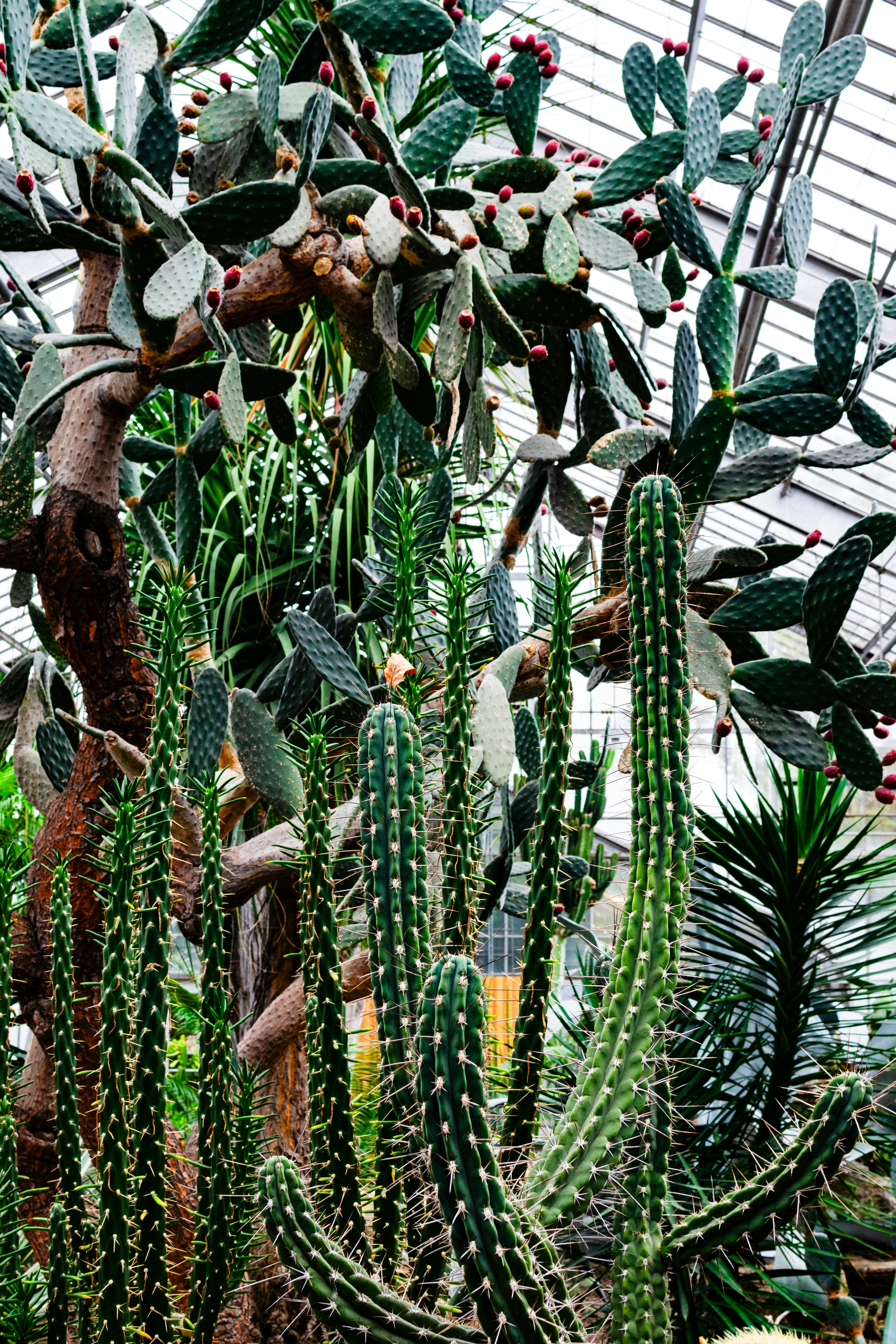 Top Locations for Launching Your Dream Cactus Farm