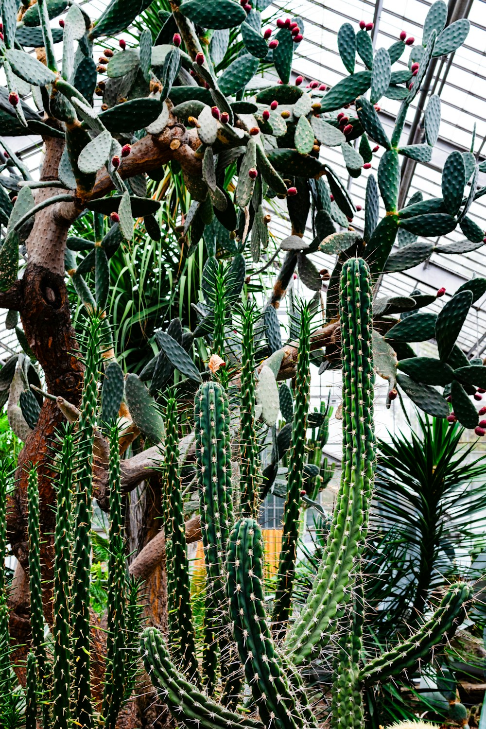 a group of cactus plants in a greenhouse