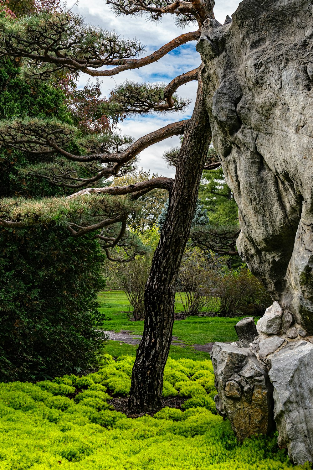 a tree that is standing in the grass