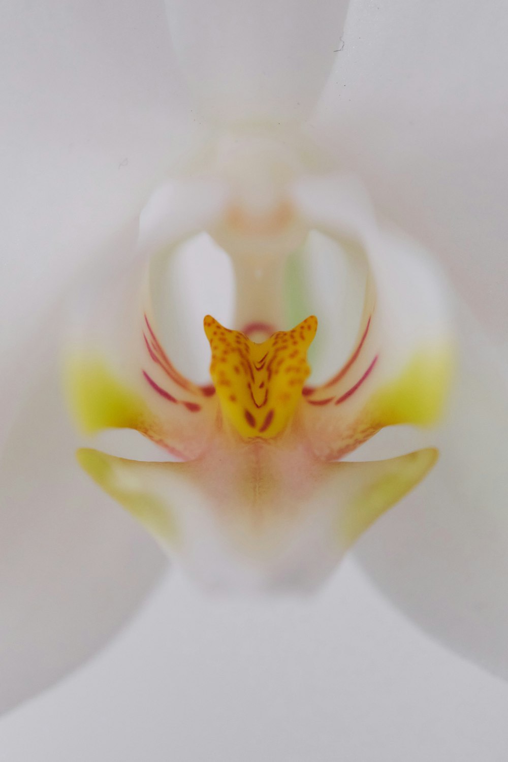 a close up of a white flower with a yellow center