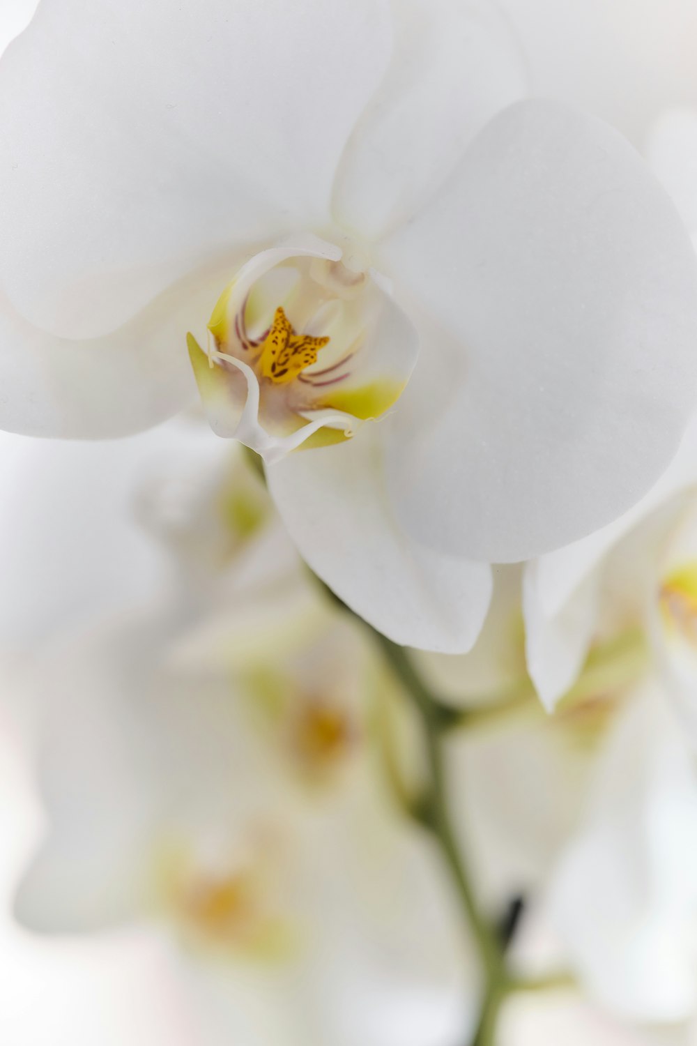 a close up of a white flower on a white background