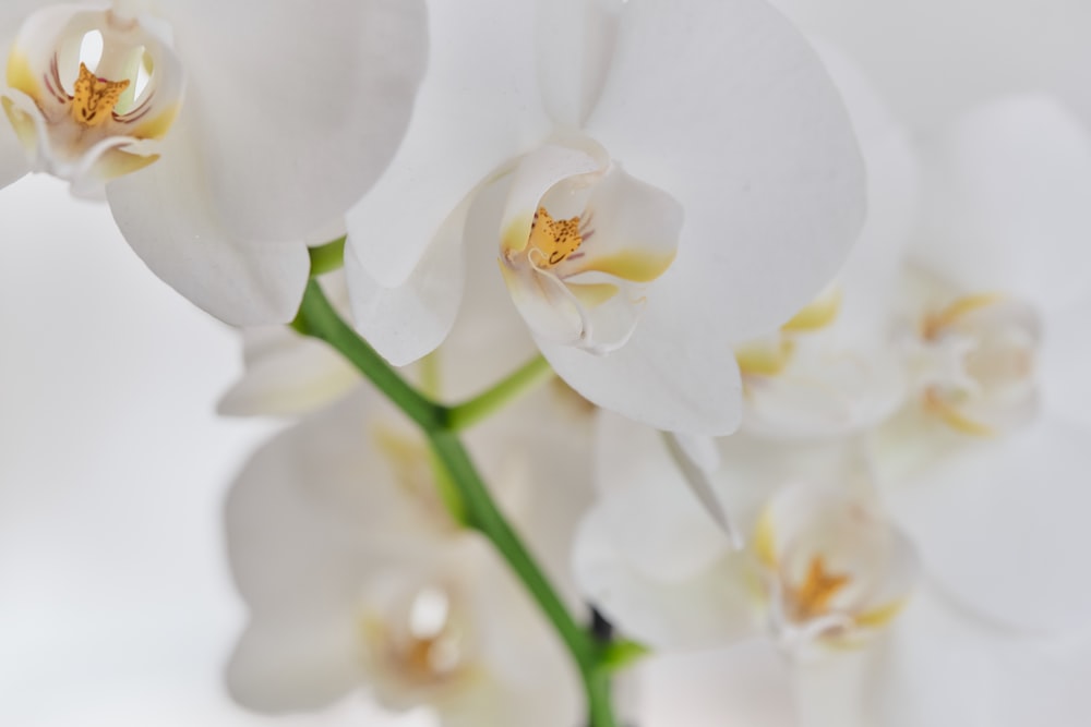 a close up of a white flower on a white background