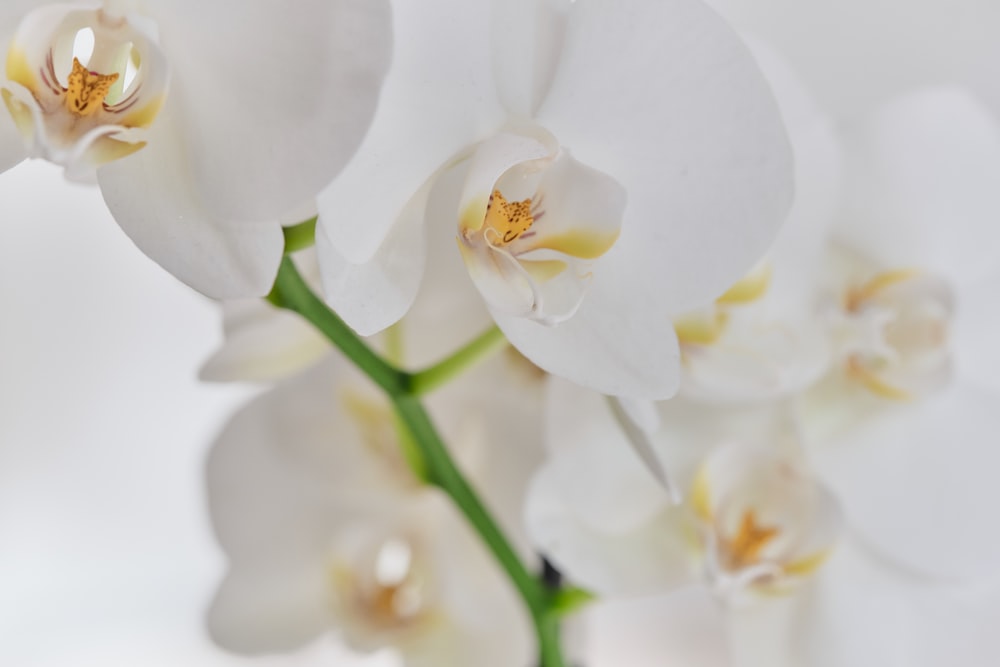 un gros plan d’une fleur blanche sur un fond blanc