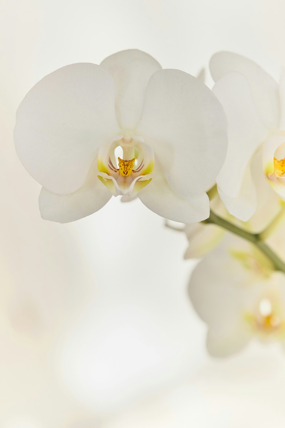 un gros plan d’une fleur blanche sur un fond blanc