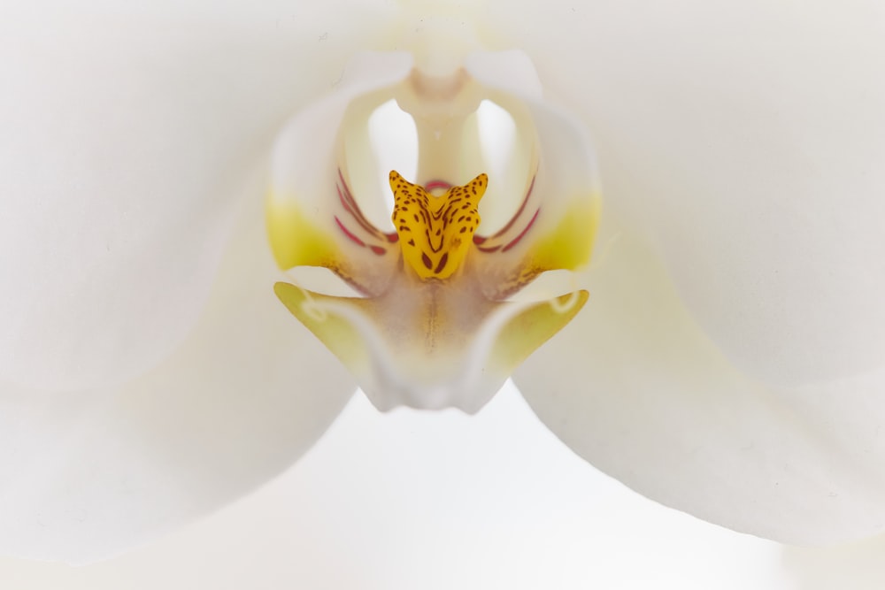 a large white flower with a yellow center