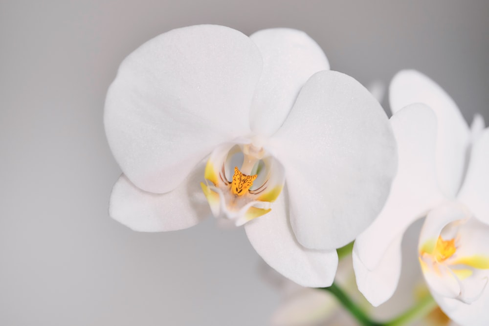 gros plan d’une fleur blanche avec des étamines jaunes