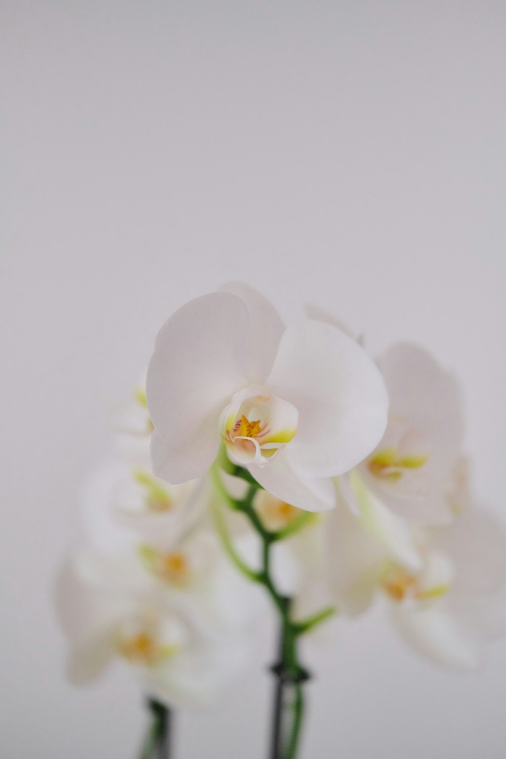 a close up of a white flower in a vase