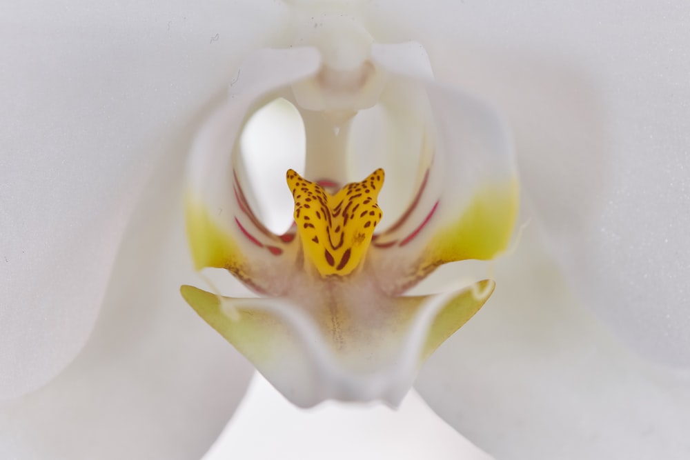 un gros plan d’une fleur blanche avec un centre jaune