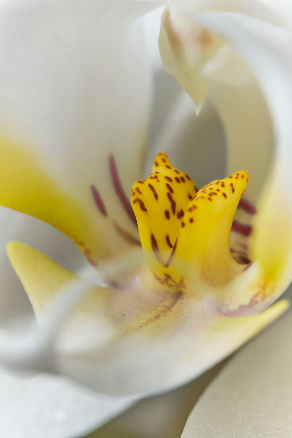 a close up of a white and yellow flower