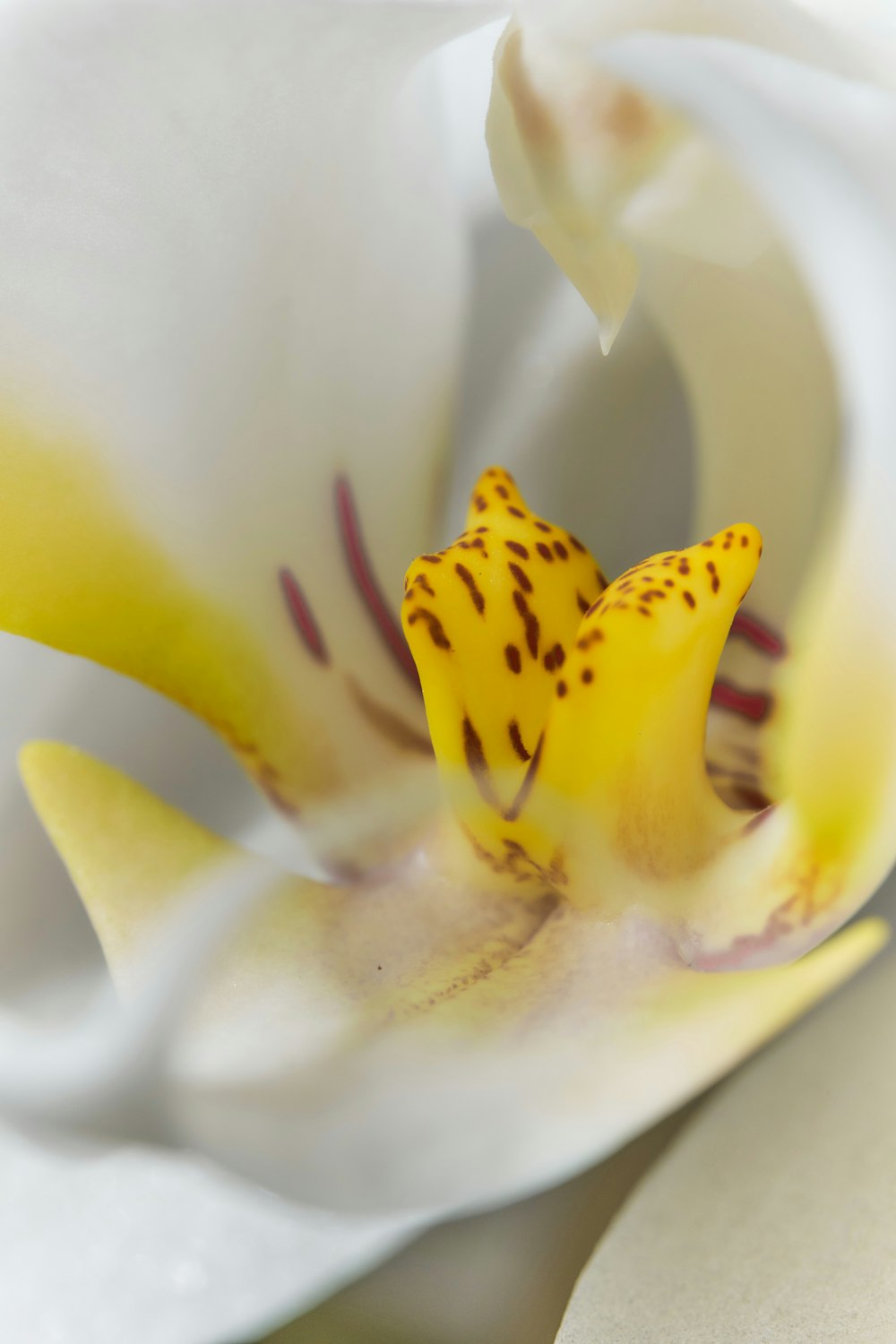 gros plan d’une fleur blanche et jaune