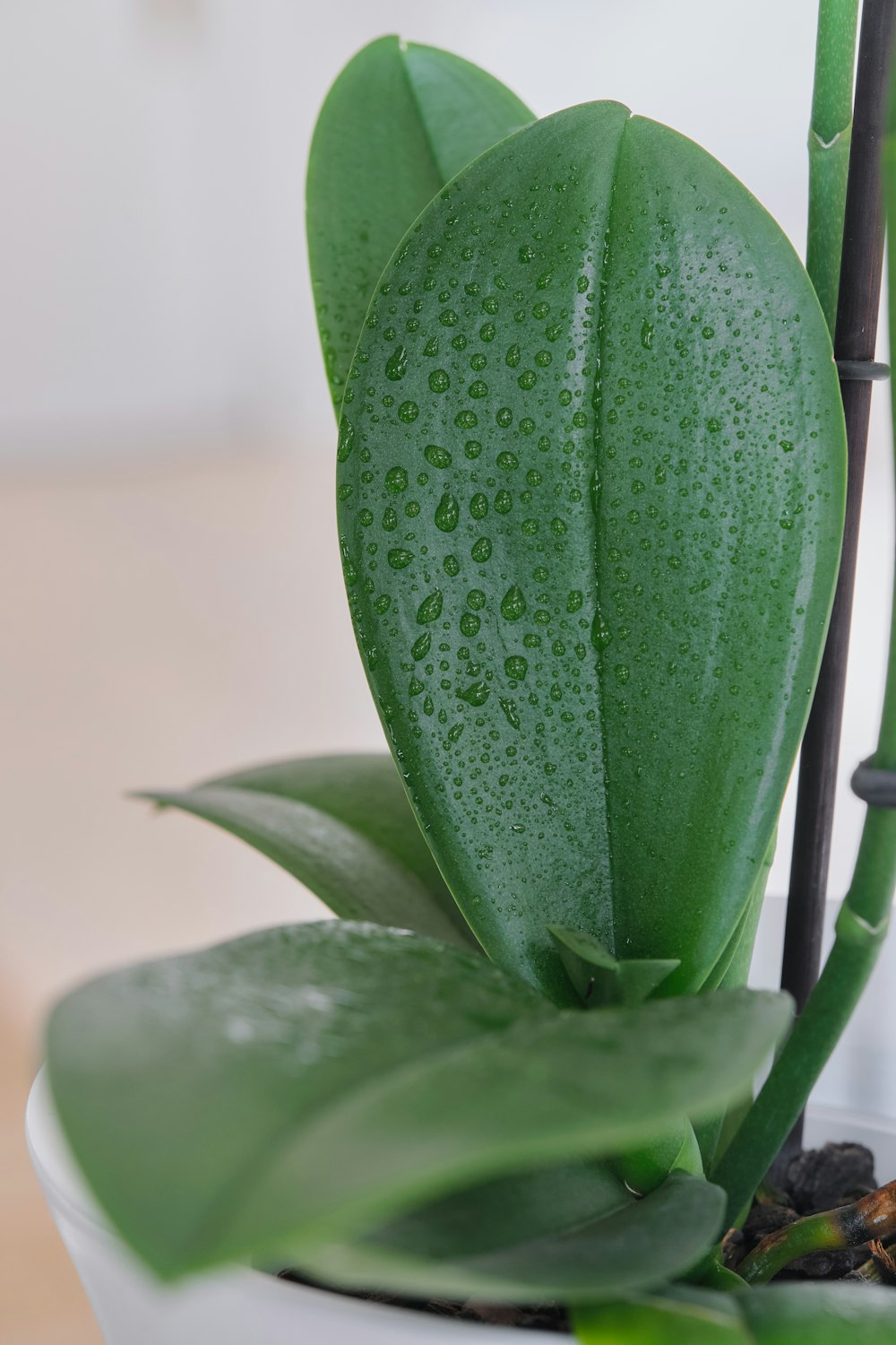 Un primer plano de una planta con gotas de agua