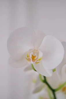A serene close-up of a blooming orchid in soft muted orchid tones, bathed in gentle natural light.
