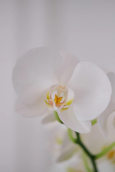 A serene close-up of a blooming white orchid with soft morning light filtering through sheer curtains.