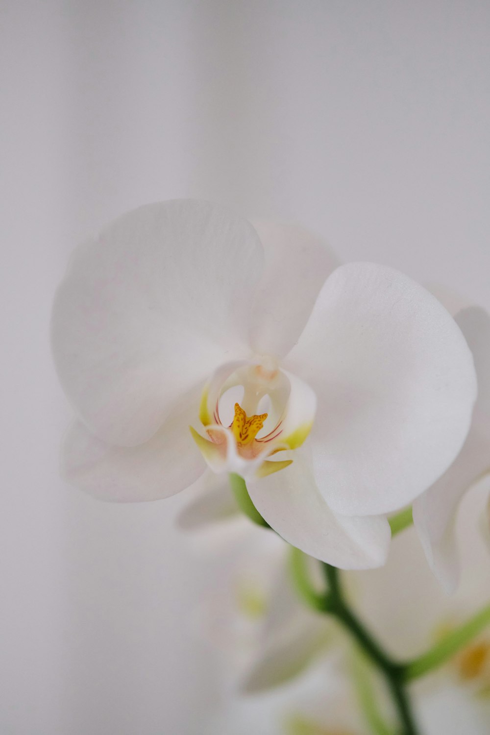 a close up of a white flower in a vase