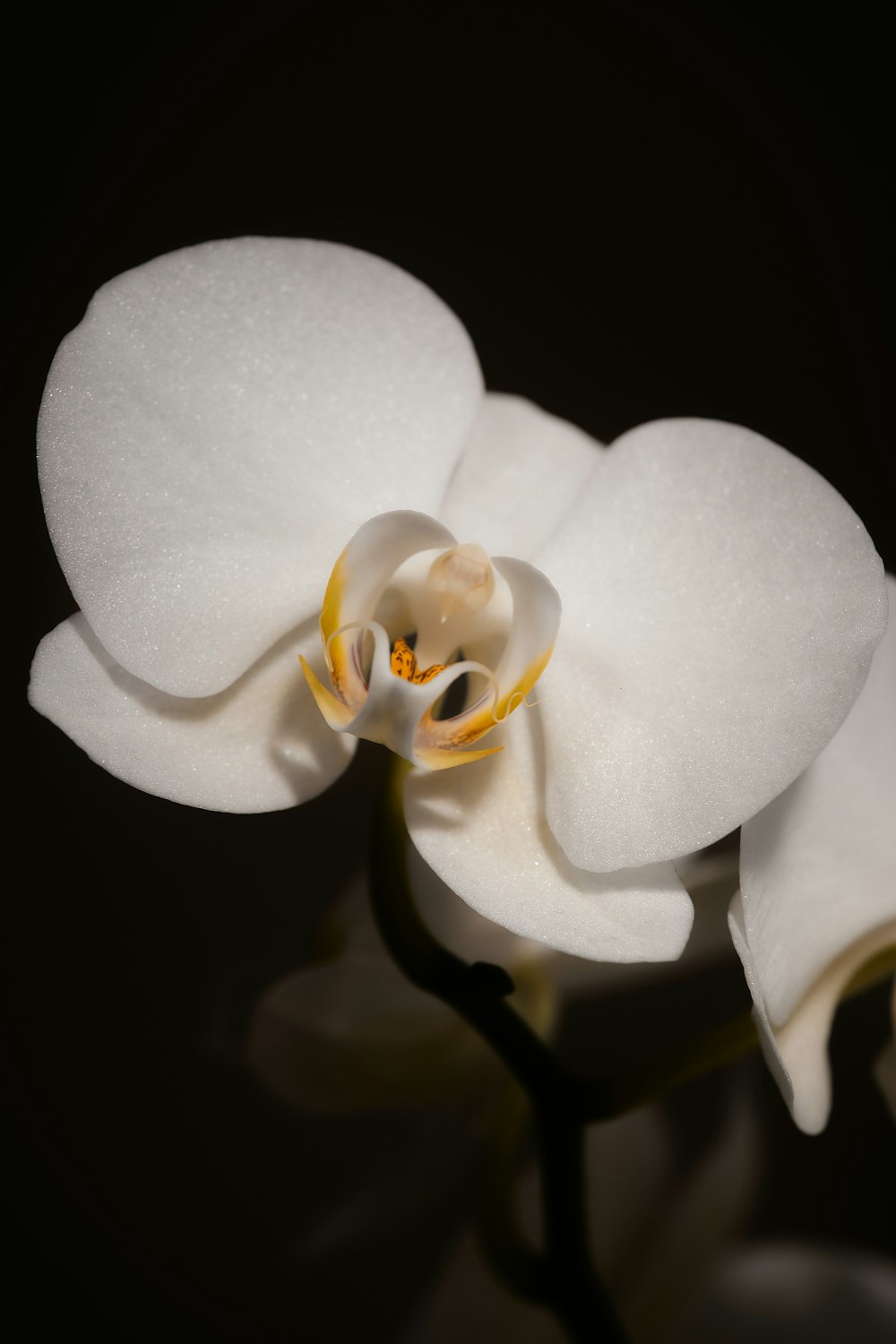 a close up of a white flower on a black background