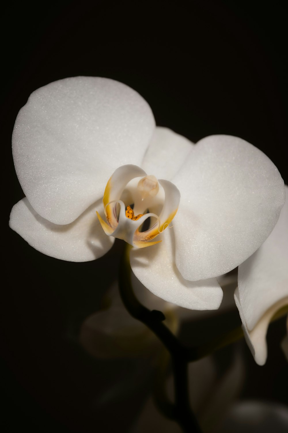 un gros plan d’une fleur blanche sur un fond noir