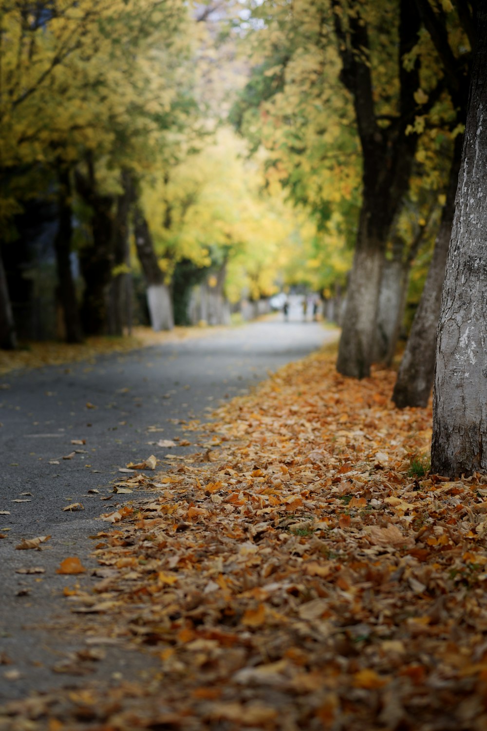 a tree lined street with leaves on the ground