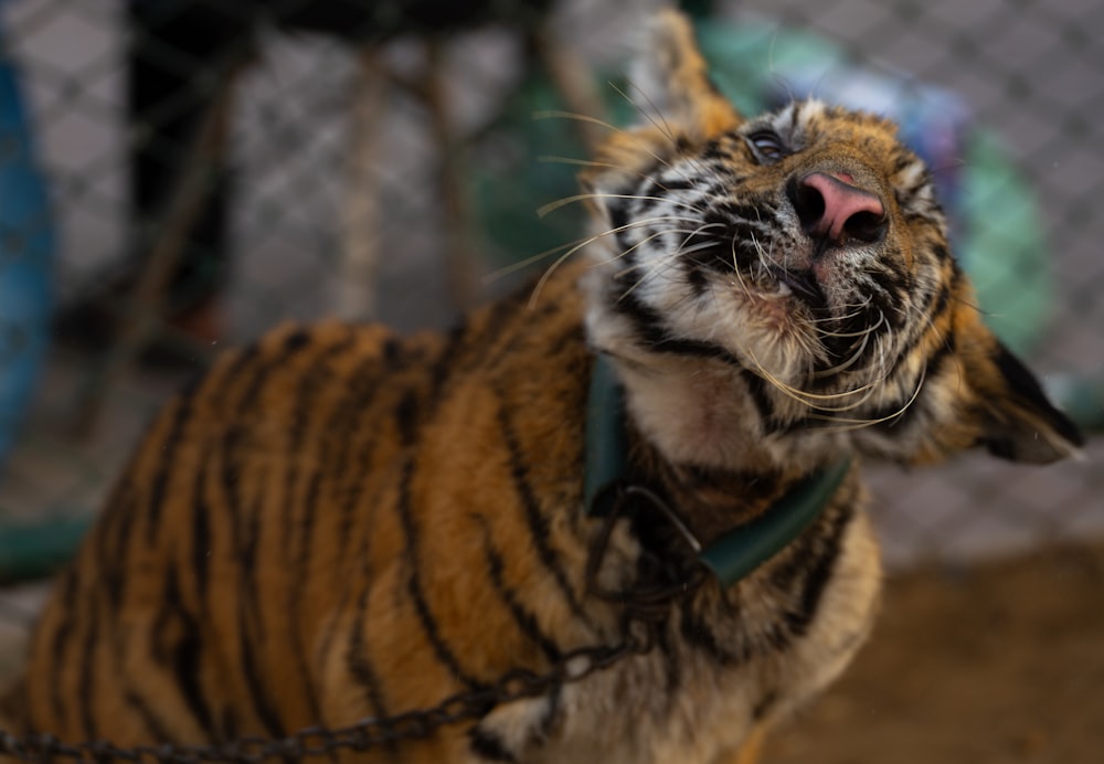 a close up of a small tiger on a leash