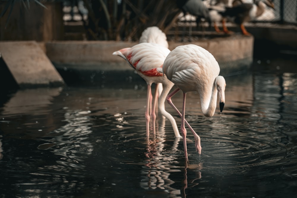two flamingos are standing in the water together