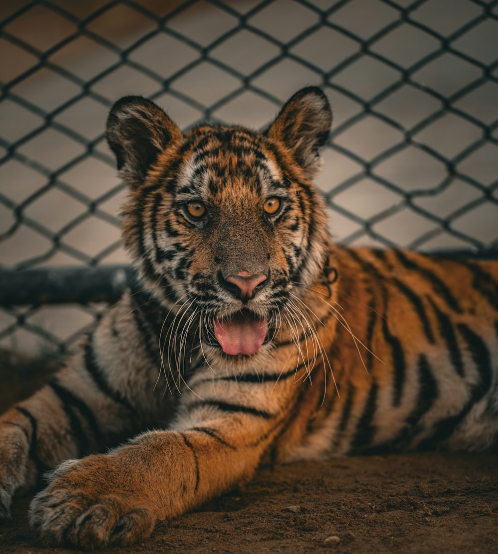 a close up of a tiger laying on the ground