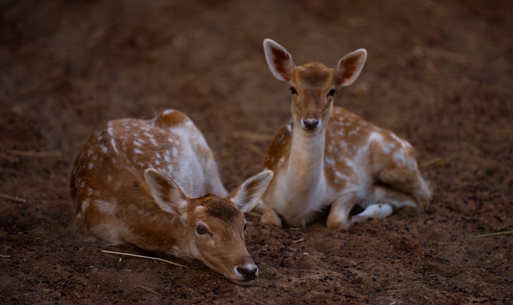 a couple of deer laying on top of a dirt field