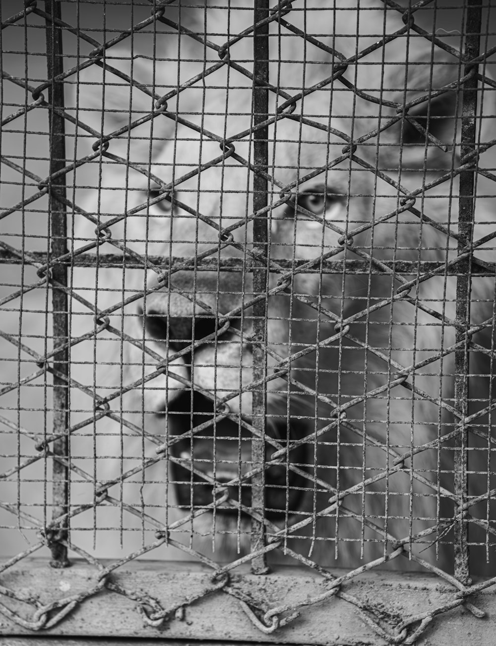 a black and white photo of a dog behind a fence