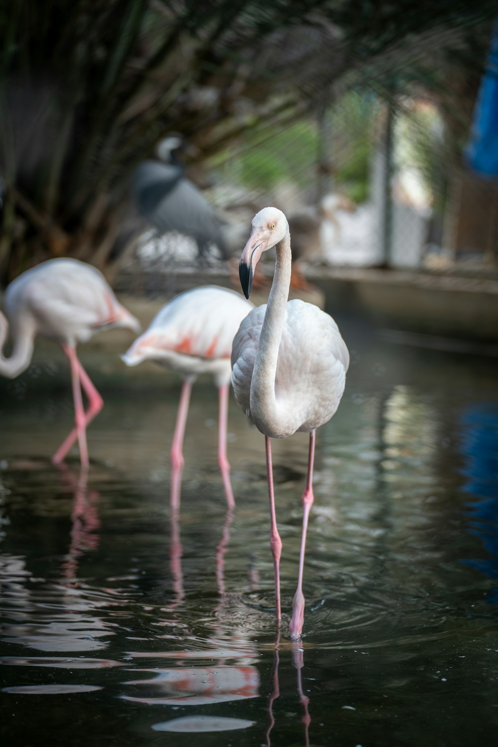 a group of flamingos are standing in the water
