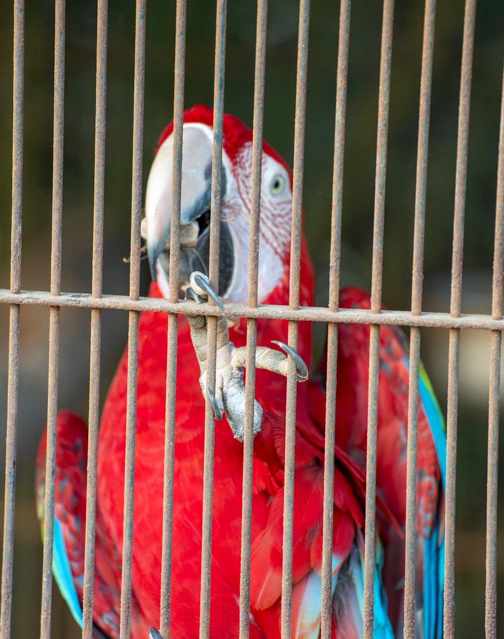 a red and blue parrot sitting on top of a cage