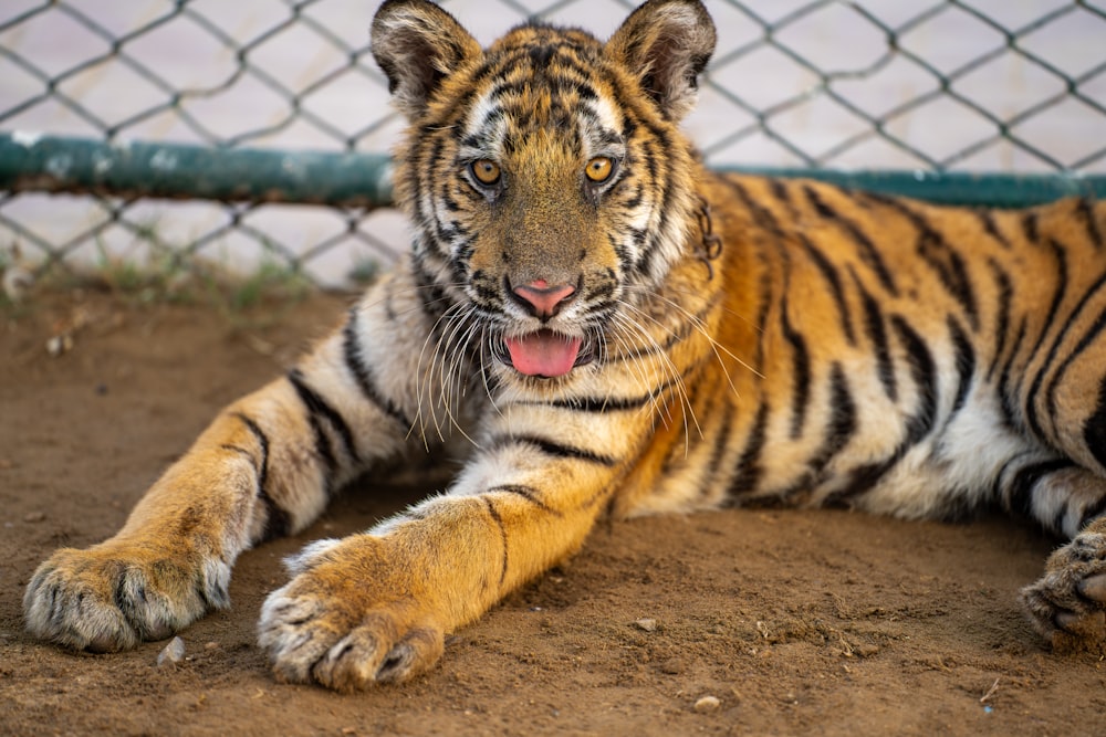 a tiger laying on the ground next to a fence