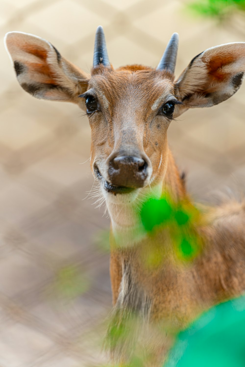 a small deer standing next to a fence