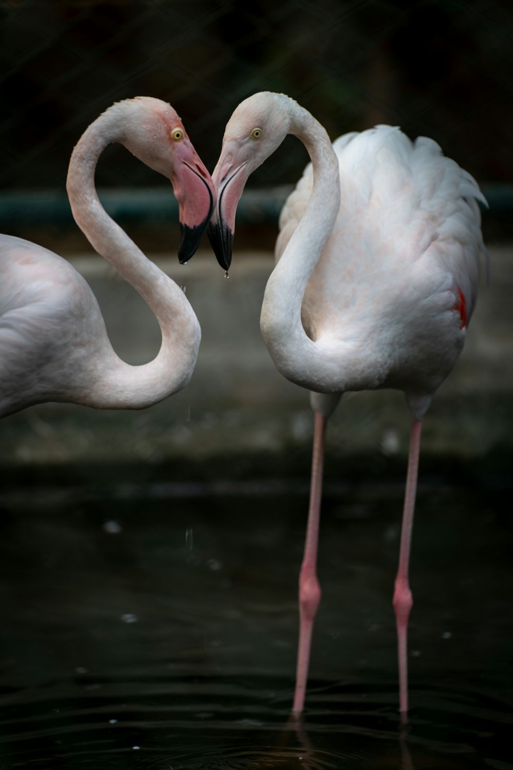 two flamingos standing next to each other in the water