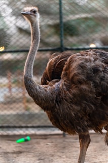 An ostrich is standing on sandy ground inside a fenced enclosure. The bird's neck is long and straight, and its feathers are dark brown and fluffy. The background appears blurred, with hints of greenery and possibly other elements of the enclosure visible.