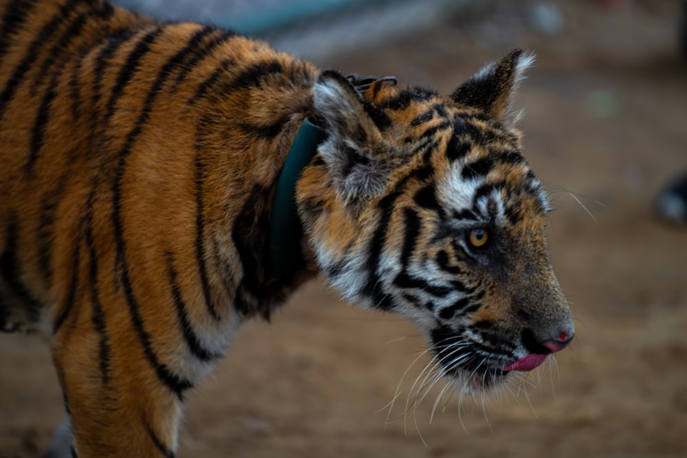 a close up of a tiger on a dirt ground