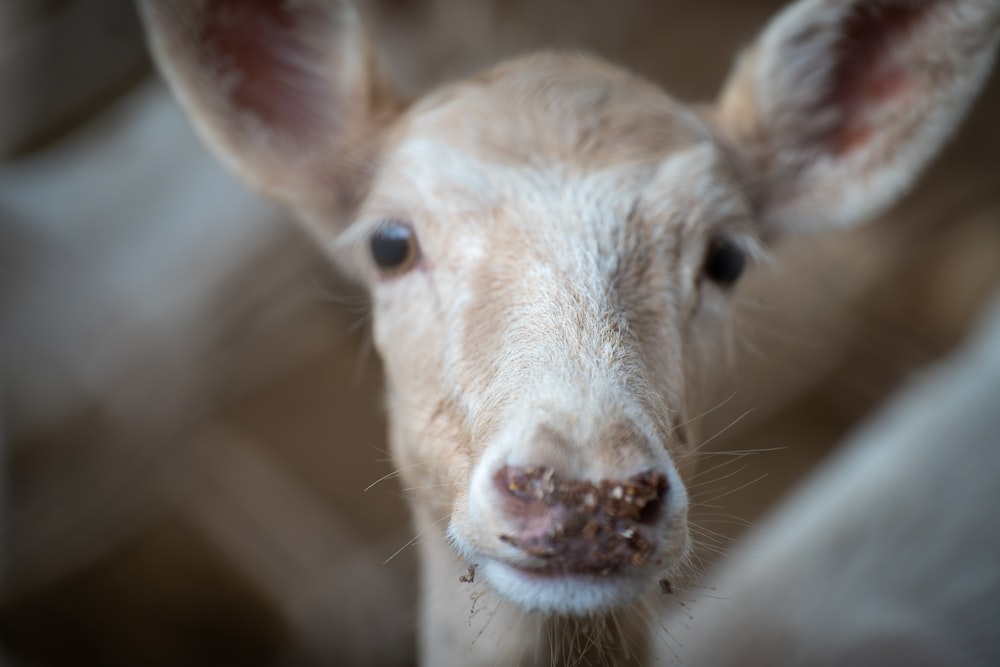 a close up of a small animal with a blurry background