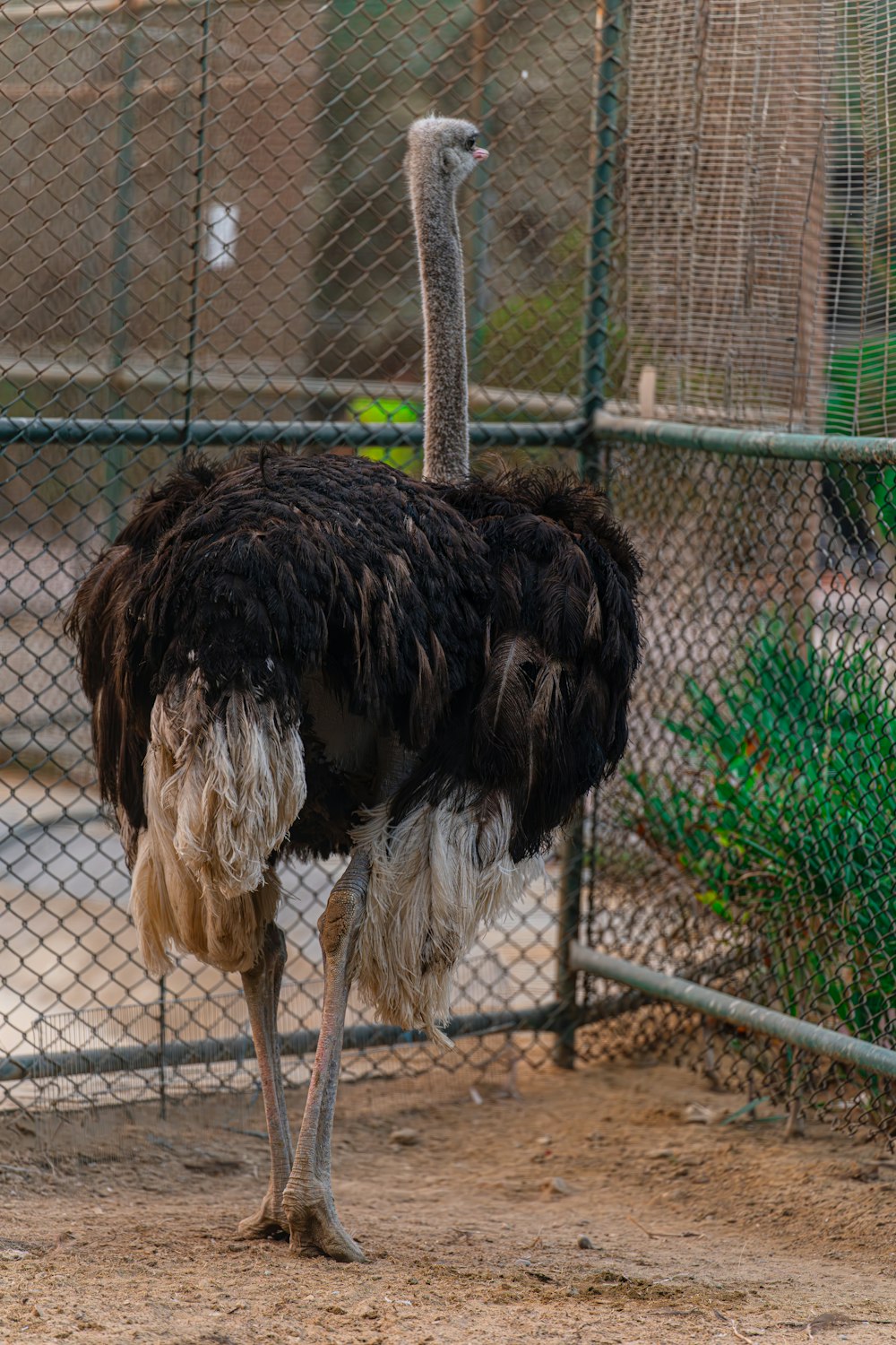 un avestruz parado en un área cercada